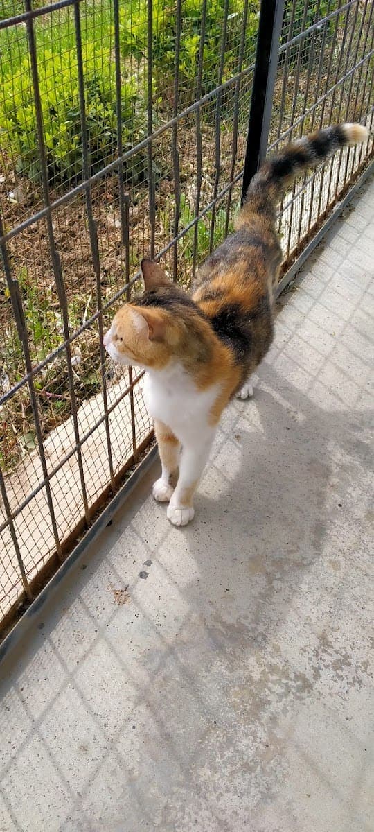 Misafirlerimizden üç renkli bir kedi