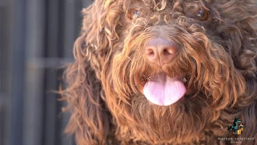 Misafirlerimizden kıvırcık tüylü, kahverengi bir köpek